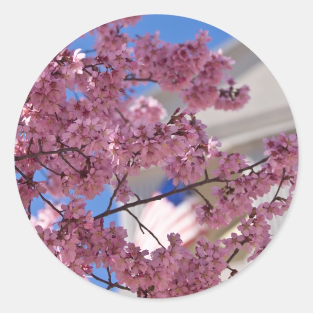 Sakura Cherry Blossoms Americana Runder Aufkleber (Vorderseite)