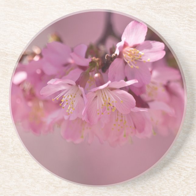 Sakura Cherry Blossoms Delicate Pink Bouquet Sandstein Untersetzer (Vorne)