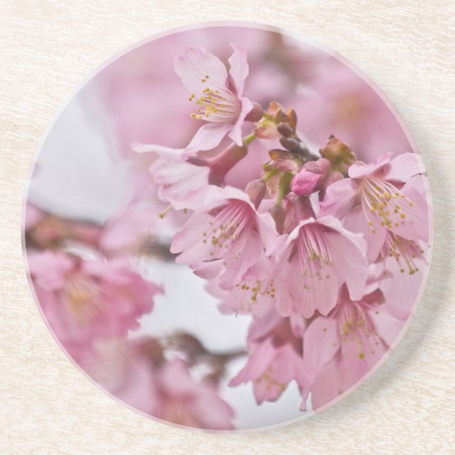 Sakura Cherry Blossoms Pale Pink Sandstein Untersetzer (Vorne)