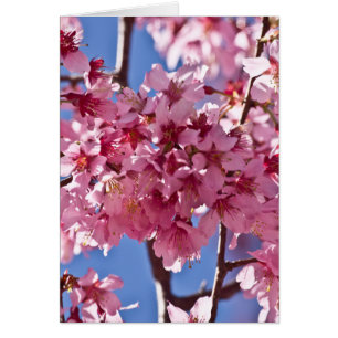 Sakura Cherry Blossoms Red Stars