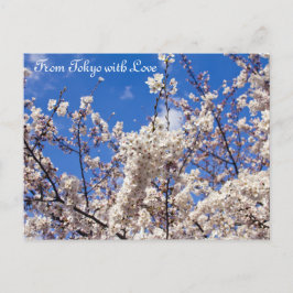 Sakura Cherry Blossoms White Blue Sky Tokio Postkarte