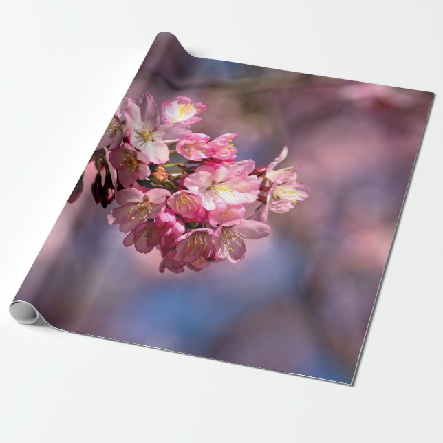 Sakura Cherry blüht in Rosa Geschenkpapier (Ungerollt)