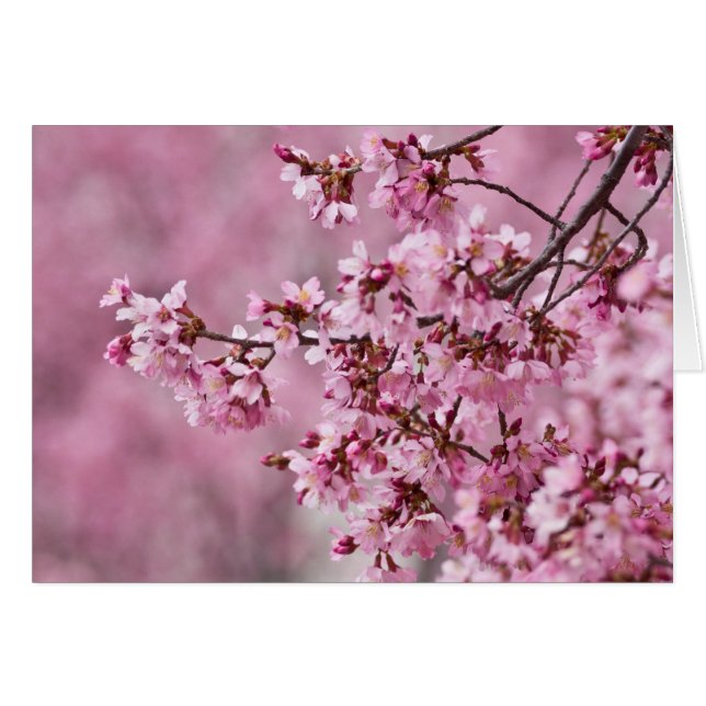 Sakura Cherry blüht pastellrosa Schichten (Vorderseite (Horizontal))