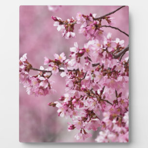 Sakura Cherry blüht pastellrosa Schichten Fotoplatte