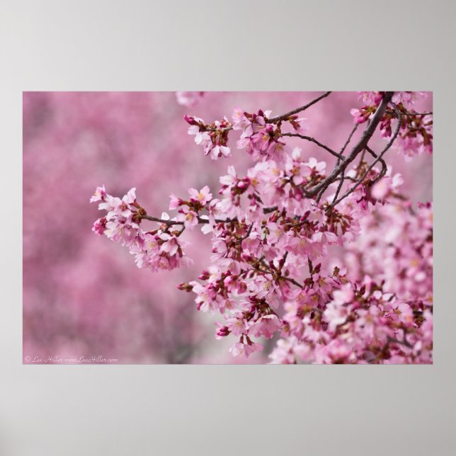 Sakura Cherry blüht pastellrosa Schichten Poster (Vorne)