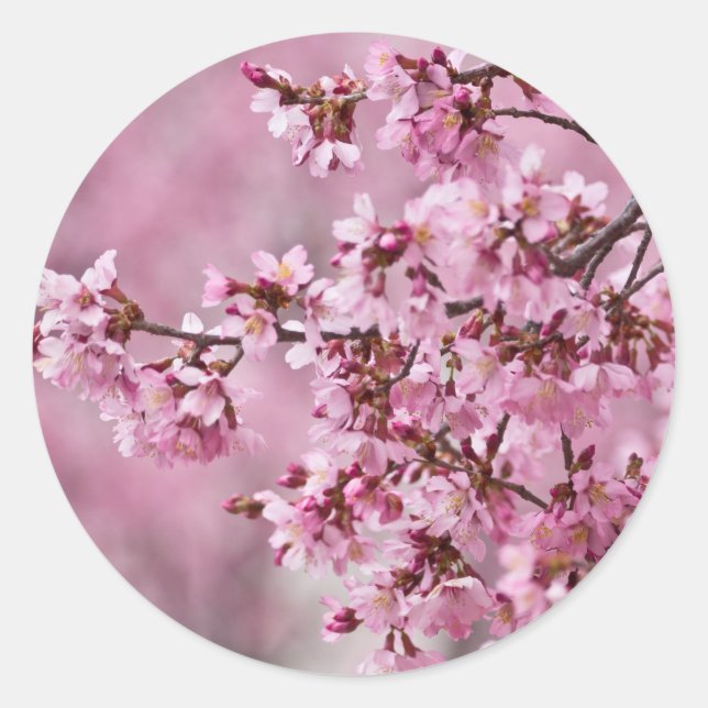 Sakura Cherry blüht pastellrosa Schichten Runder Aufkleber (Vorderseite)