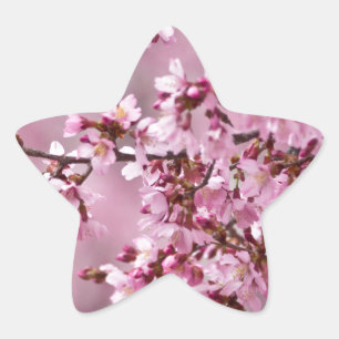 Sakura Cherry blüht pastellrosa Schichten Stern-Aufkleber