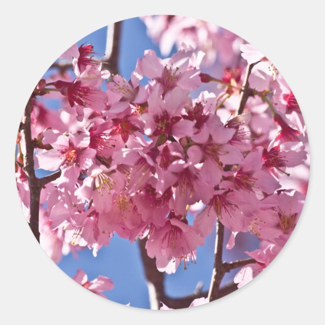 Sakura Cherry Blüten Rote Stars Runder Aufkleber (Vorderseite)