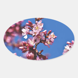 Sakura Cherry Blüten Touch Blue Ovaler Aufkleber
