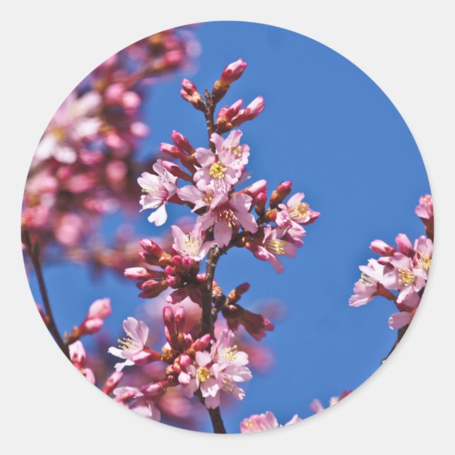 Sakura Cherry Blüten Touch Blue Runder Aufkleber (Vorderseite)