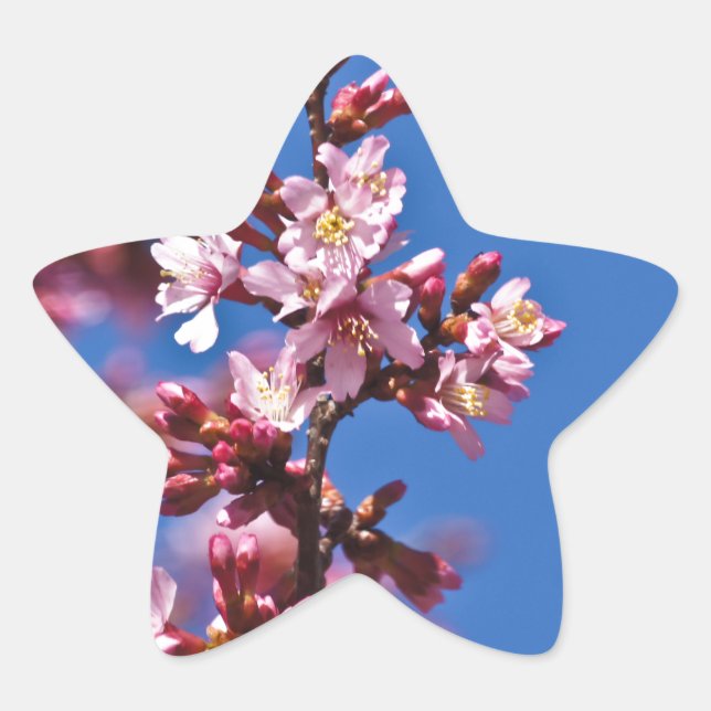 Sakura Cherry Blüten Touch Blue Stern-Aufkleber (Vorderseite)