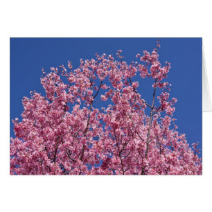 Sakura Cherry Fleurit Dans Le Bleu