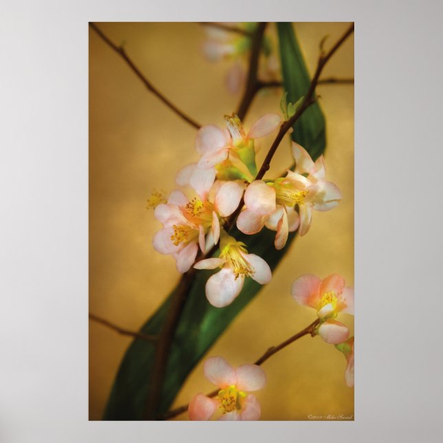 Sakura - Eine Touch des Frühlings Poster (Vorne)