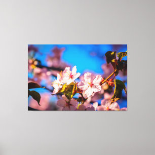 Sakura in Rosa und Blau Leinwanddruck