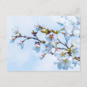Sakura - Japanische Kirschblüte Postkarte