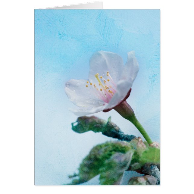 Sakura - Japanischer Kirschblossom (Vorne)