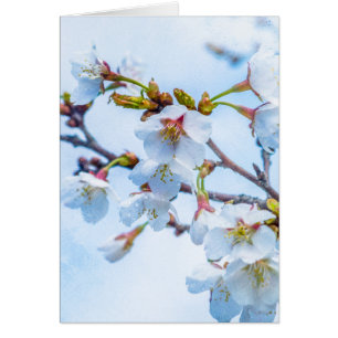 Sakura - Japanischer Kirschblossom