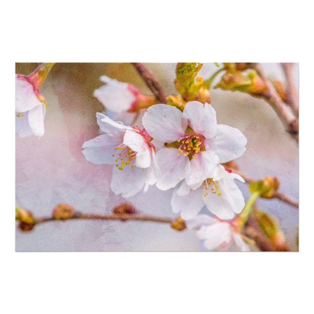 Sakura - Japanischer Kirschblossom Fotodruck (Vorne)