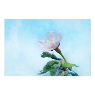 Sakura - Japanischer Kirschblossom Fotodruck