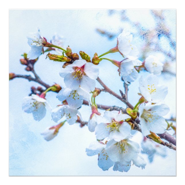 Sakura - Japanischer Kirschblossom Fotodruck (Vorne)