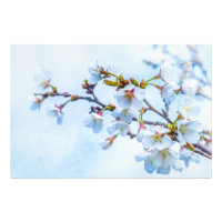 Sakura - Japanischer Kirschblossom