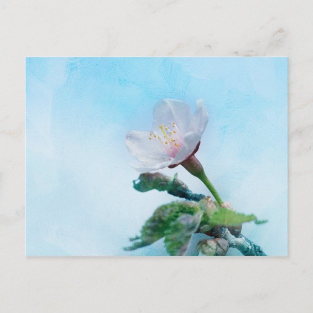 Sakura - Japanischer Kirschblossom Postkarte (Vorderseite)