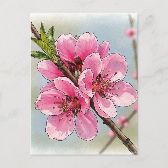 Sakura Kirschbaum Blühen Postkarte Postüberquerung (Vorderseite)