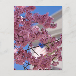 Sakura Kirschblüten Americana Postkarte