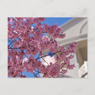 Sakura Kirschblüten Americana Postkarte