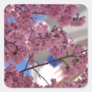 Sakura Kirschblüten Americana Quadratischer Aufkleber