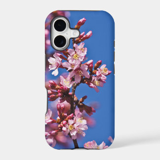 Sakura Kirschblüten berühren Blau