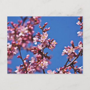 Sakura Kirschblüten berühren Blau Postkarte