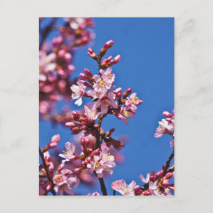 Sakura Kirschblüten berühren Blau Postkarte
