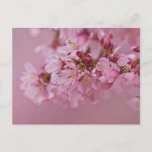 Sakura Kirschblüten Blasse rosa Reflexionen Postkarte