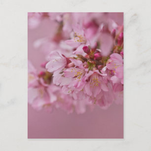 Sakura Kirschblüten Blasse rosa Reflexionen Postkarte