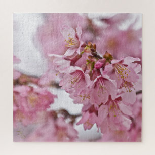 Sakura Kirschblüten Blassrosa
