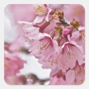 Sakura Kirschblüten Blassrosa Quadratischer Aufkleber