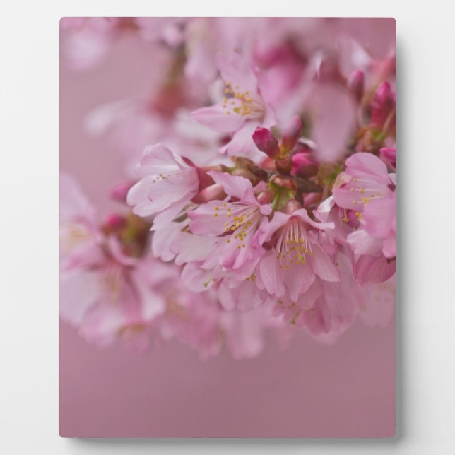 Sakura Kirschblüten Blassrosa Reflektionen Fotoplatte (Vorderseite)