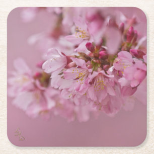 Sakura Kirschblüten Blassrosa Reflektionen Rechteckiger Pappuntersetzer