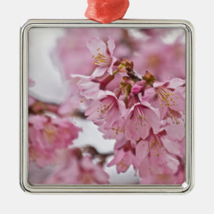Sakura Kirschblüten Blassrosa Silbernes Ornament