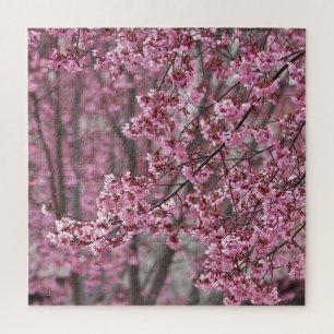 Sakura Kirschblüten Fließendes Rosa