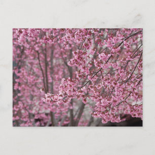 Sakura Kirschblüten Fließendes Rosa Postkarte