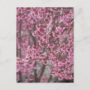 Sakura Kirschblüten Fließendes Rosa Postkarte