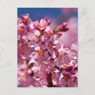 Sakura-Kirschblüten geküsst von Sonnenlicht Postkarte