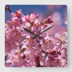Sakura-Kirschblüten geküsst von Sonnenlicht Quadratische Wanduhr