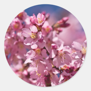 Sakura-Kirschblüten geküsst von Sonnenlicht Runder Aufkleber