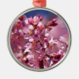 Sakura-Kirschblüten geküsst von Sonnenlicht Silbernes Ornament