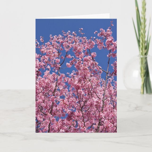 Sakura Kirschblüten im Blauen Karte (Vorderseite)