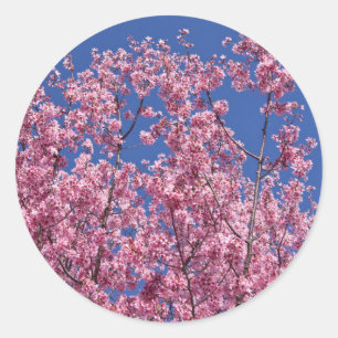 Sakura Kirschblüten im Blauen Runder Aufkleber