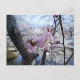 Sakura - Kirschblüten im Kajo Park Postkarte
